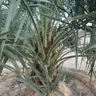 جثايث سكري وبرحي ورشودي ونبوت علي