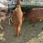 طليان للبيع سواكني عمر 9 شهور