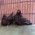 ( تم البيع ) جوز كشكش