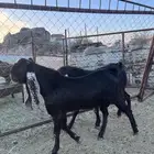 تيوس صنف هولنديه