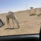 قعود للبيع