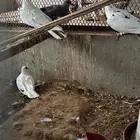 حمام أفريقي ابو جفن ابرق
