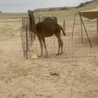 ناقه ساحليه طيبه خلافه بنتها مفروده معها في الصور ديدها طيب