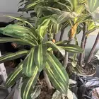 شجر زينه للبيع