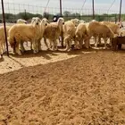 ذبايح حري ذبائح للبيع