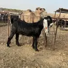 معزا صنف الصنف بالفحل