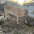 بقره للبيع
