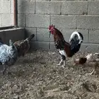 دجاج عربي ماكنتوش