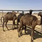 حشو قصب للبيع