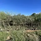 توريد أشجار بكميات كبيرة