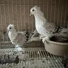 (تم البيع ) زوج مفتل 250 ريال منتج