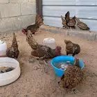 دجاج سبرايت