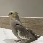 فروخ كروان تم البيع