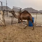 قعدان فاخره