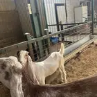 جفرات