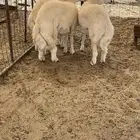 حري نظيف طليان رخال جدة طريق بريمان