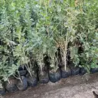 سدر وطلح بري