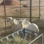 رخال حريات