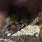 جوز كنيور بفرخه