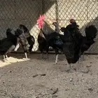 دجاج اسود بلدي