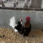دجاج جابنيز