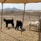 ذبايح حري غنم بر ذبائح مناسبات ثلاجه تيوس
