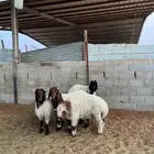 خرفان نعيم