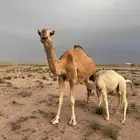 للبيع ناقه خلفه تحتها قعود