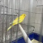 كناري