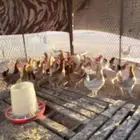 ديوك ودجاج