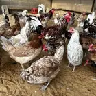 دجاج بلدي لون ماكنتوش و بوران