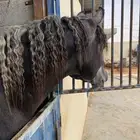 ايواء خيل