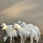 للبيع 6 طليان