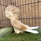 ( تم البيع ) فردتين جاكوبين