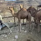 قعدان مفاريد