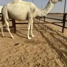 لقحة وضحاء رباع
