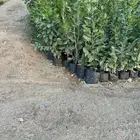 شتلات برية بأسعار الجملة