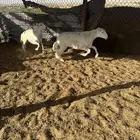 اضاحي بريات شرط م شاء الله