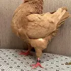 (تم البيع ) ذكور كنق