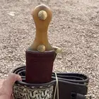 جنبيه