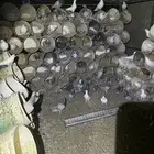 حمام مصري وهجين مصري وسلفر وفرنسي ابيض 55 جوز تنقص وتزود