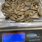 عود مروكي بيور جملة الجملة