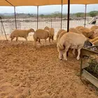 ذبايح حري طليان حرية رخال حرية جدة طريق بريمان