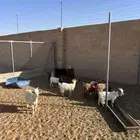 للبيع تيوس قزميه