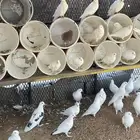 حمام لاحم فرنسي