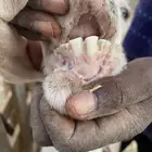 تيس للبيع