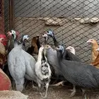 دجاج بلدي