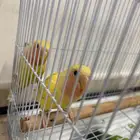 روز لاتينو للبيع