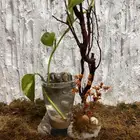 نبته داخليه تحف نباتية