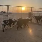 خرفان نجد